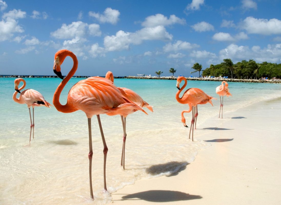 7 Reasons To Vacation in Aruba This Winter